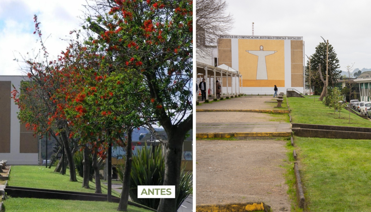 Replantación de notros ornamentará frontis de la Biblioteca