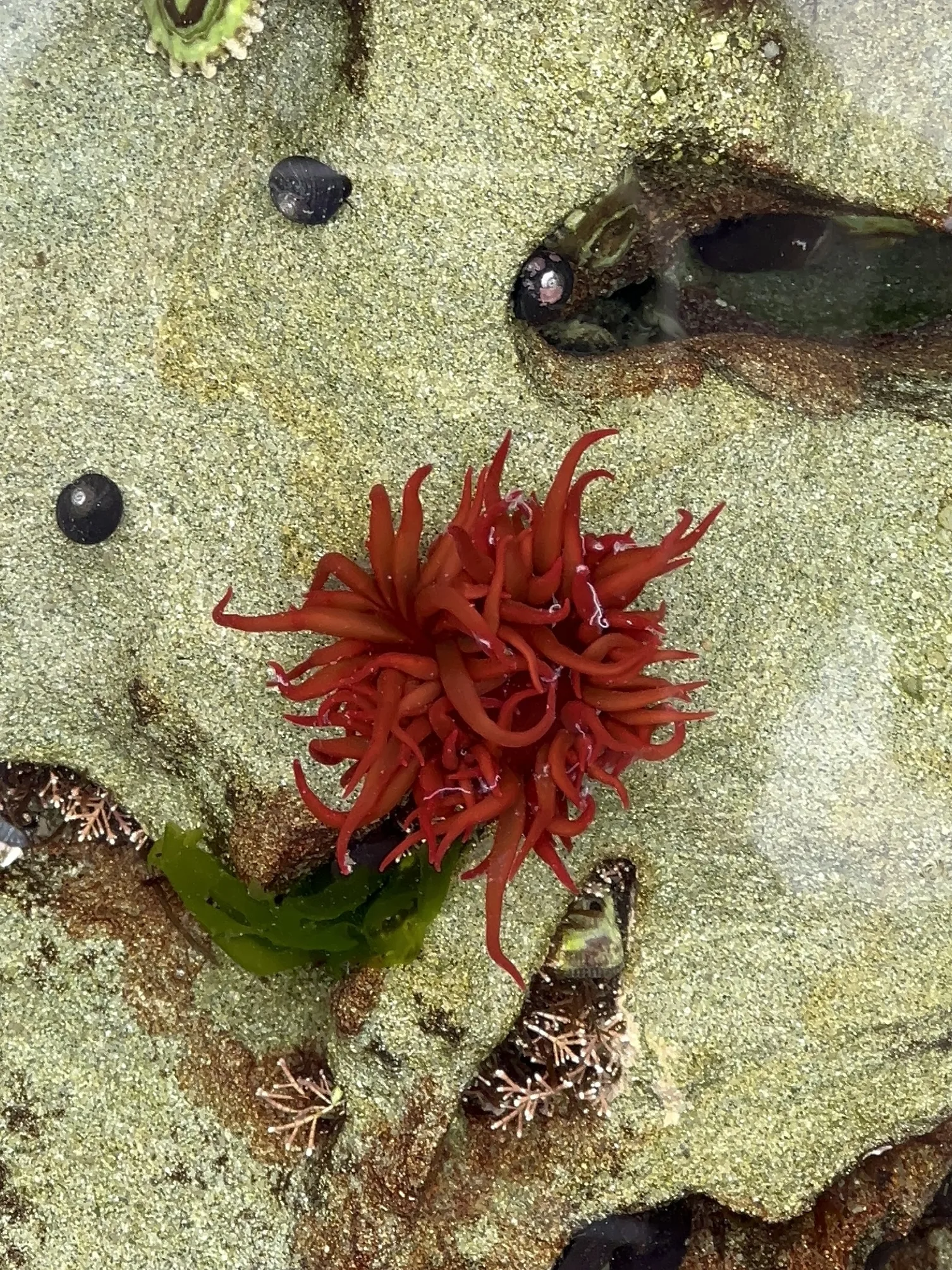 Estudio en anémonas marinas aporta nuevas claves contra el biofouling