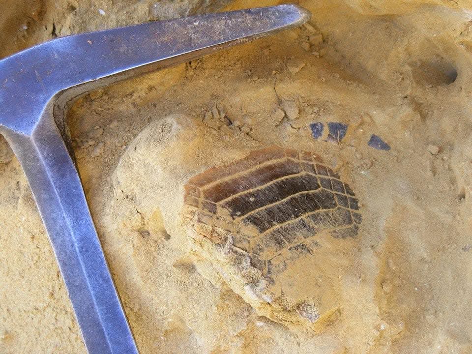 Tiburones y rayas alcanzaron su mayor diversidad hace 40 millones de años