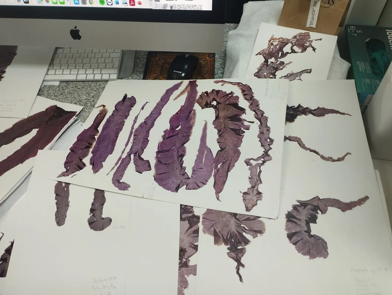 Investigación analiza algas rojas del Pacífico suroriental y describe tres especies nuevas