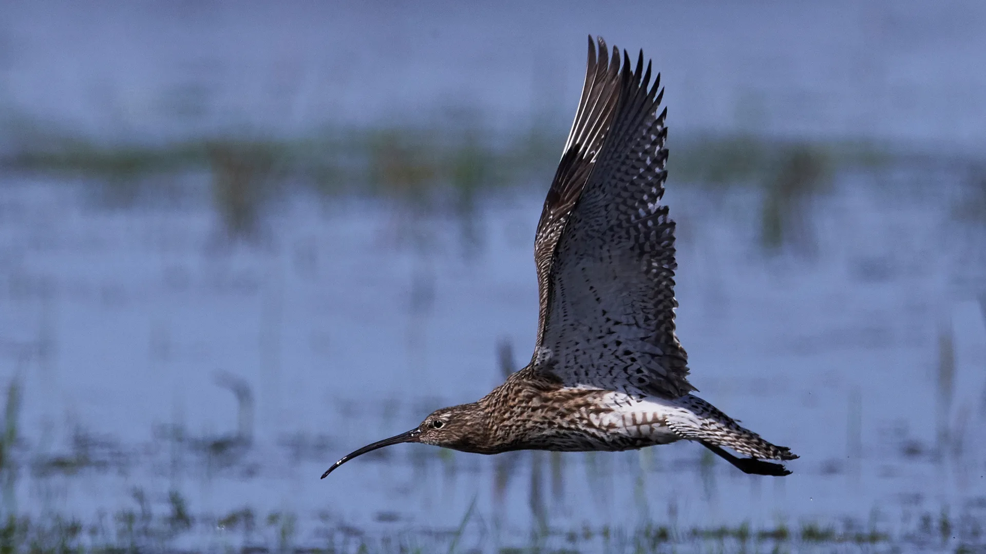 Más que "zonas húmedas": La degradación ambiental amenaza la migración de aves