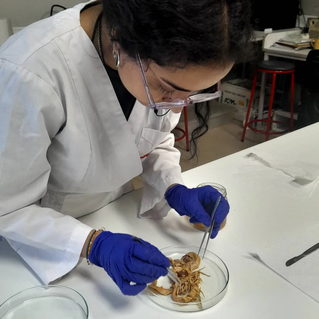 Estudio reveló cómo gaviotas influyen en la genética de parásitos marinos