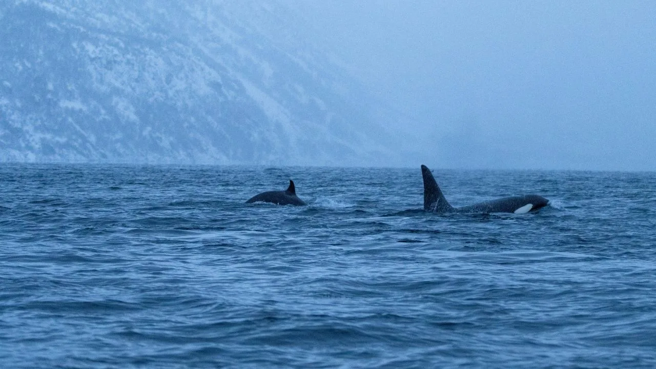 ¿Orcas asesinas? especies marinas “peligrosas” que no representarían una amenaza