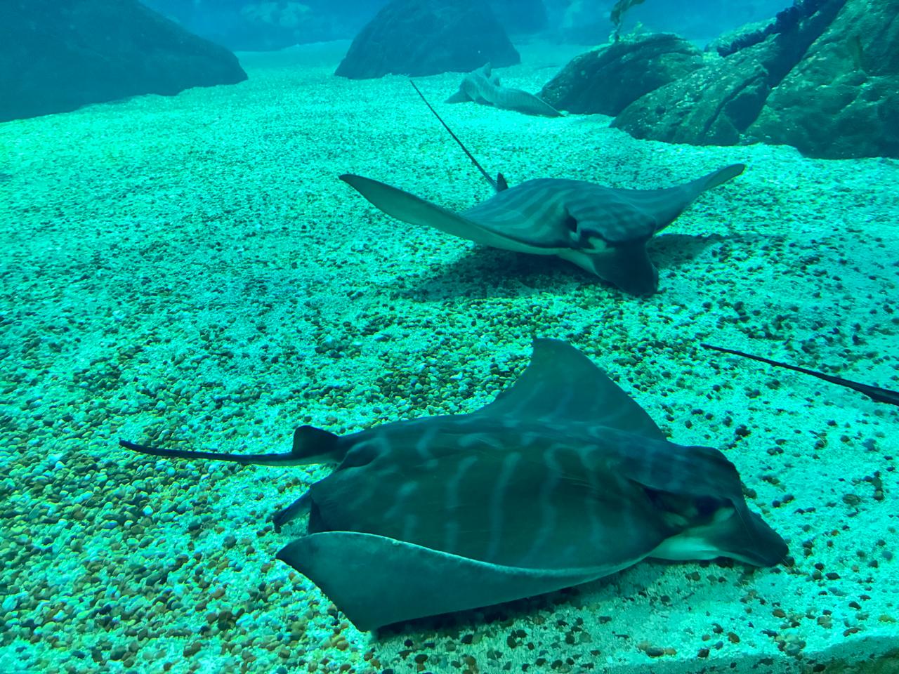 Enigmática mandíbula revela el primer registro moderno de una raya toro en el Caribe