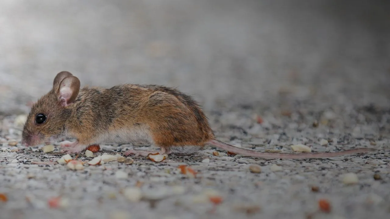 Especialista explica riesgos y formas de prevenir las zoonosis