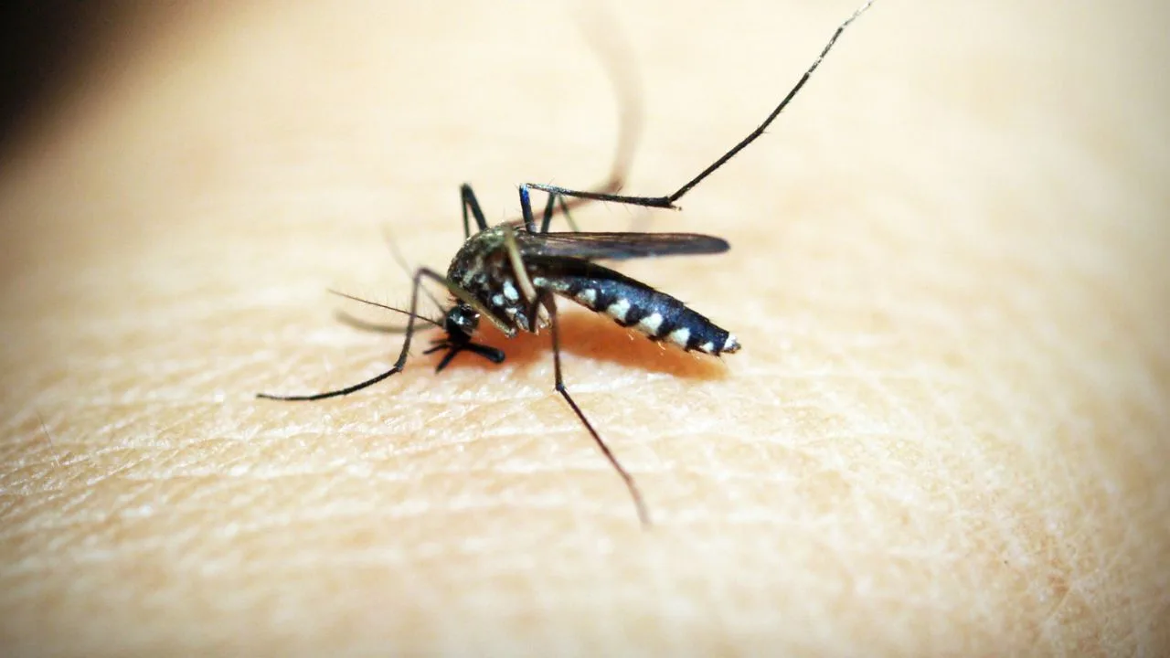 Dengue y cambio climático: las condiciones que pueden favorecer la expansión del mosquito