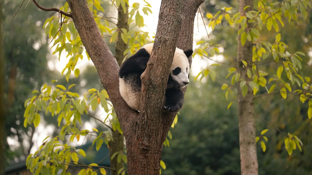 Atlanta recibirá pandas: ¿por qué Chile no sería un buen hogar?